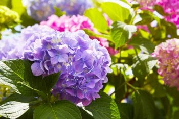 Hortensia Transplantation