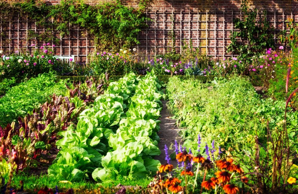 Jardin Potager