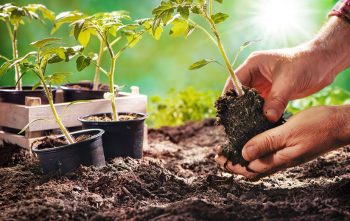 Legumes bon pour la santé à Planter