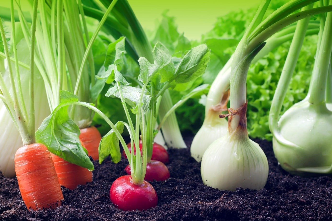 Placement Légumes Potager