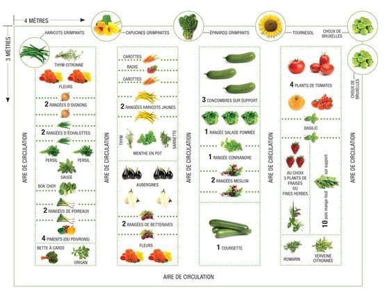 Placer Les Legumes Dans Potager