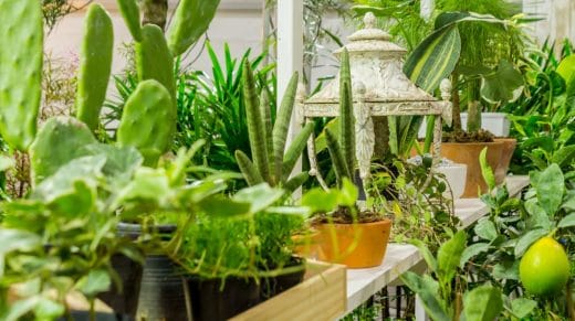À épingler : Quelle plante mettre sur une terrasse ?