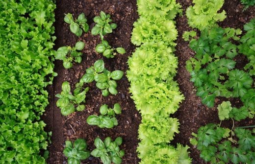 Organiser son potager : les conseils à suivre pour votre jardin