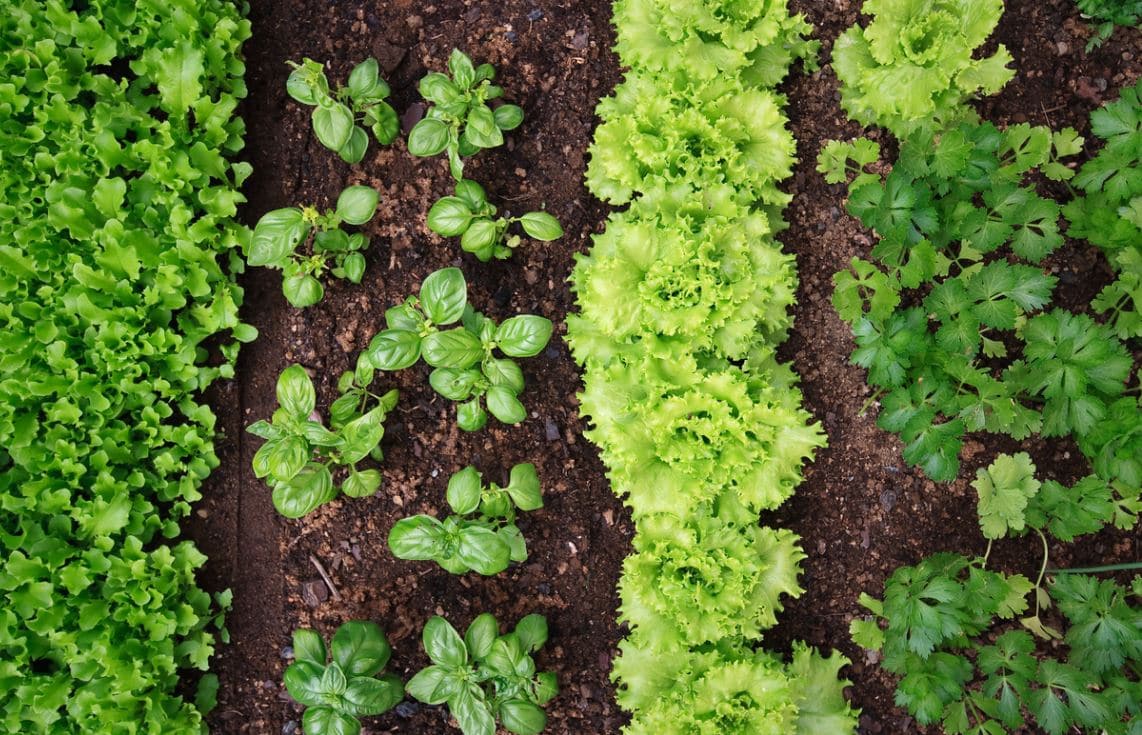 Potager Organiser