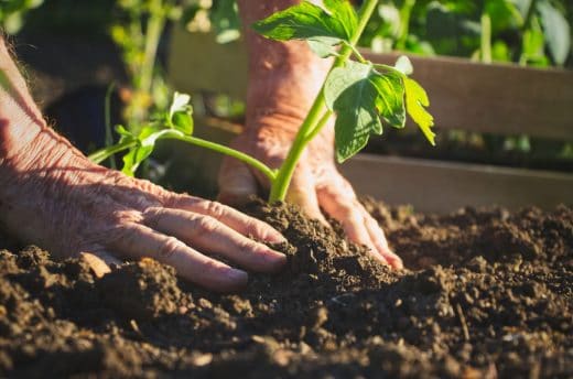 À épingler : Avec quelle terre remplir son carré potager ?