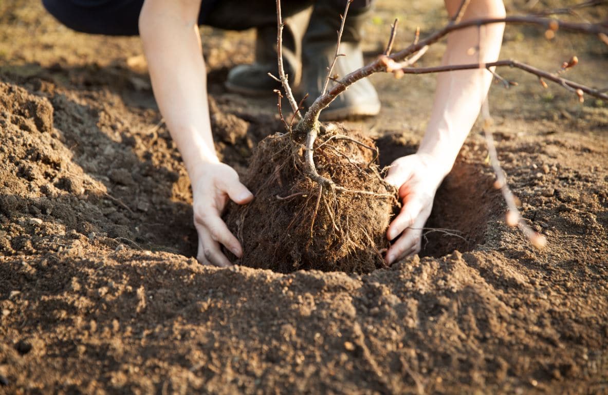 Transplanter Arbre Fruitier