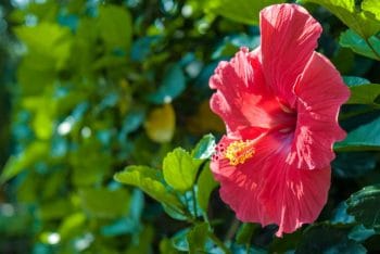 Transplanter Hibiscus