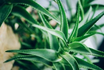 Bouturer une Aloe Vera