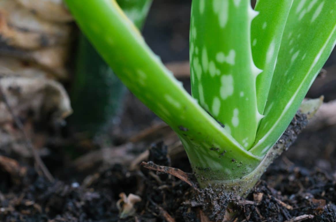 Bouture Aloe Vera