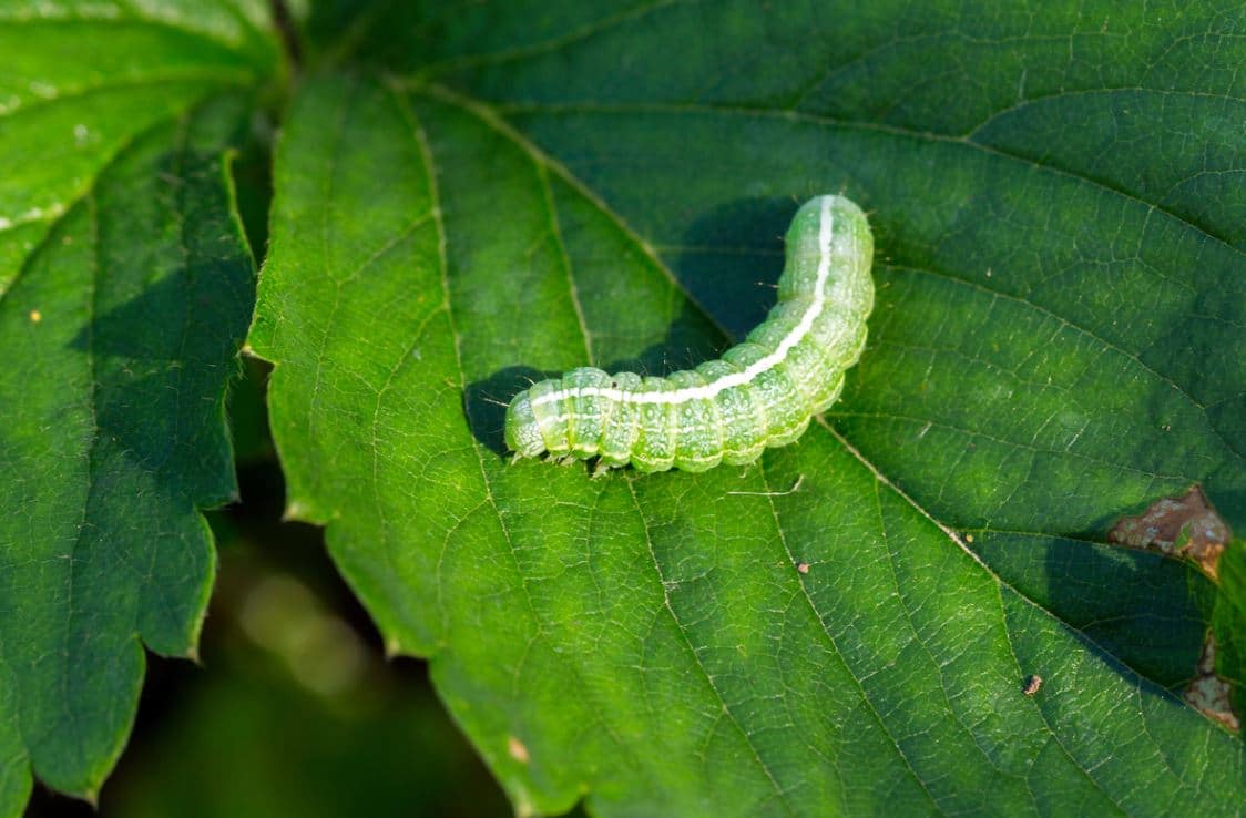 Chenille Verte Jardin