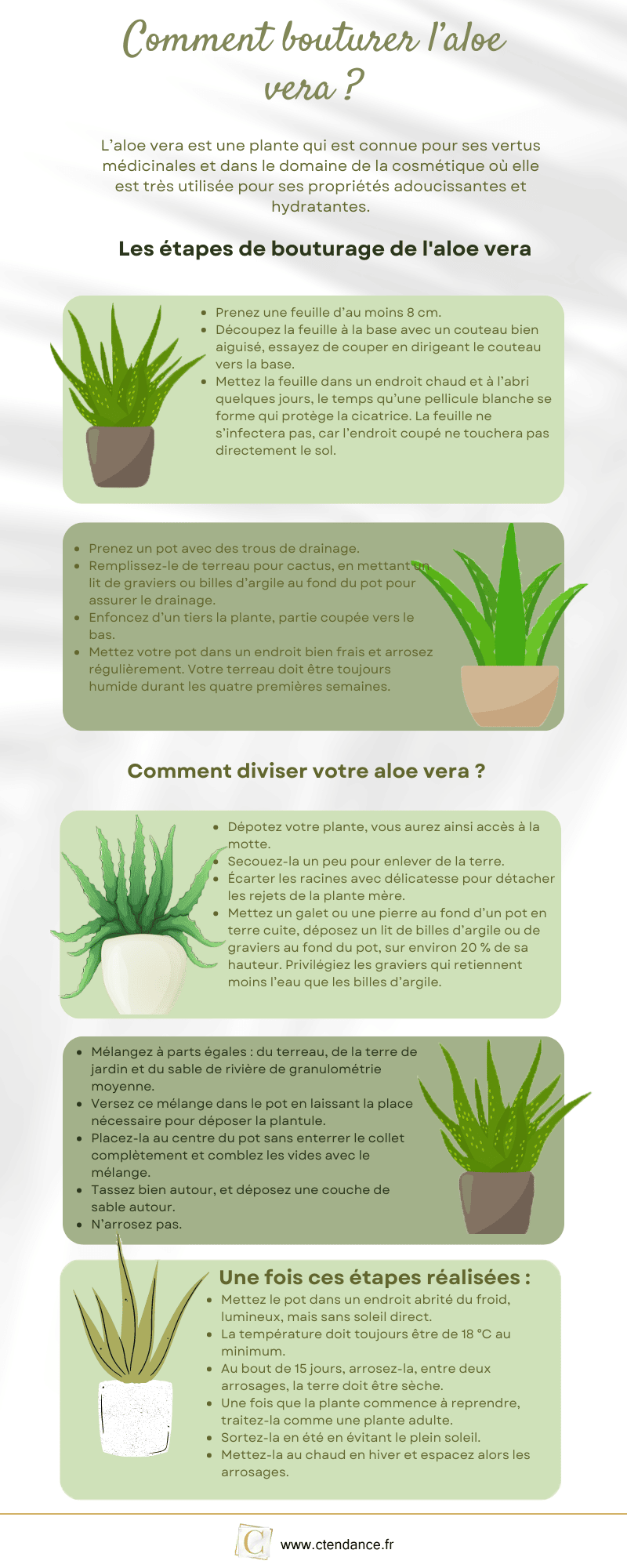 comment bouturer l'aloe vera en image