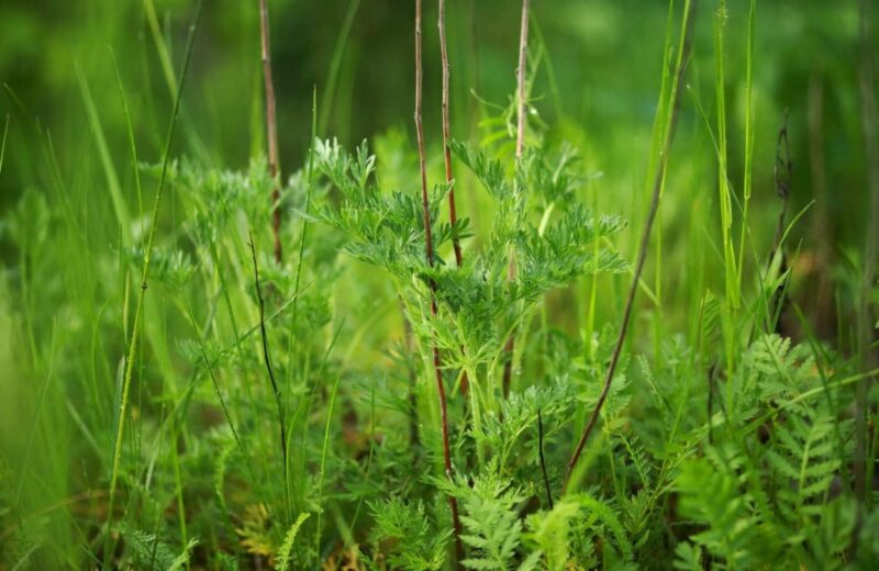 Comment se débarrasser de la prêle dans son jardin