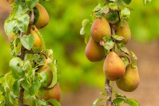 À épingler : Tailler un poirier : quand et comment le faire ?