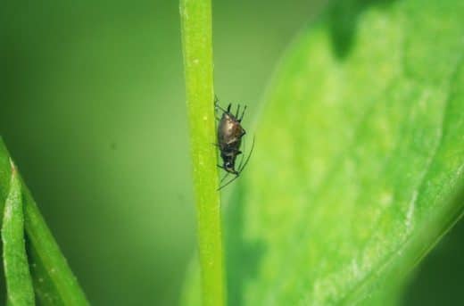 À épingler : Le savon noir pour lutter contre les pucerons