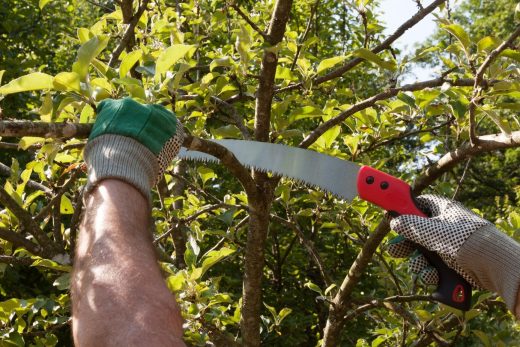À épingler : Taille de pommier : quand et comment le faire ?