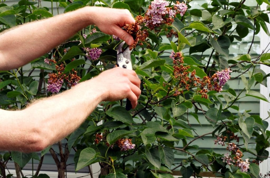 Taille du lilas la méthode, les conseils et les astuces