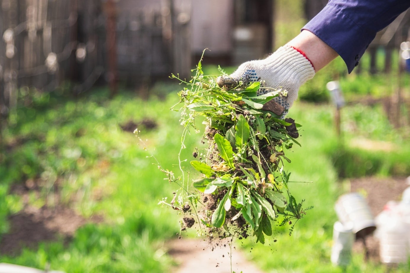 Désherber Potager