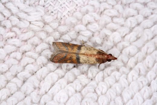 À épingler : 9 astuces pour vous débarrasser des mites dans votre tapis