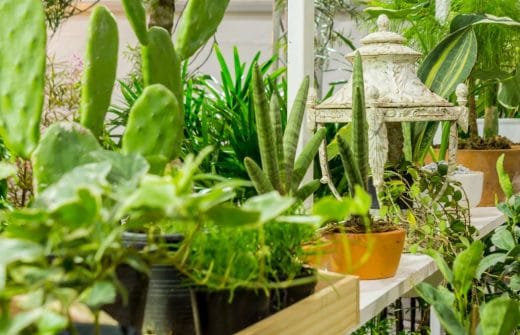 À épingler : Plantes d’intérieur : leurs réservoirs naturels en eau