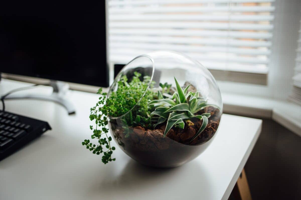 terrarium rond sur bureau 