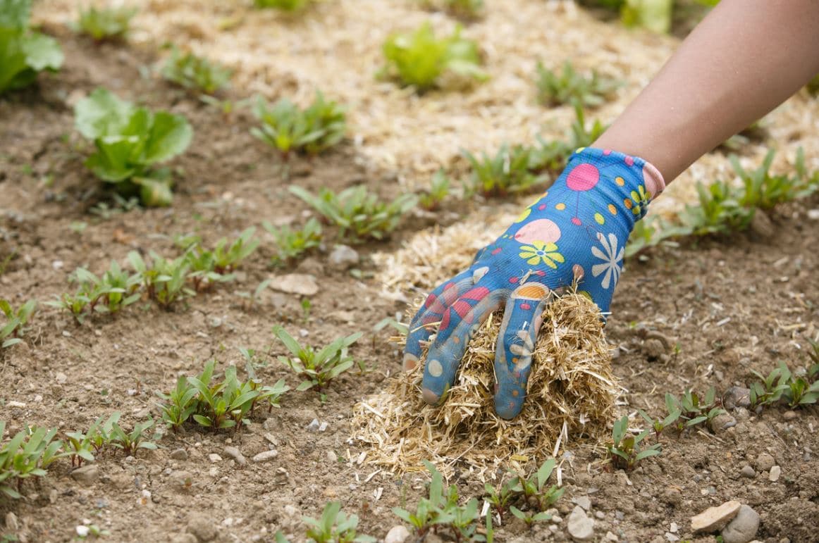 Paillage Potager