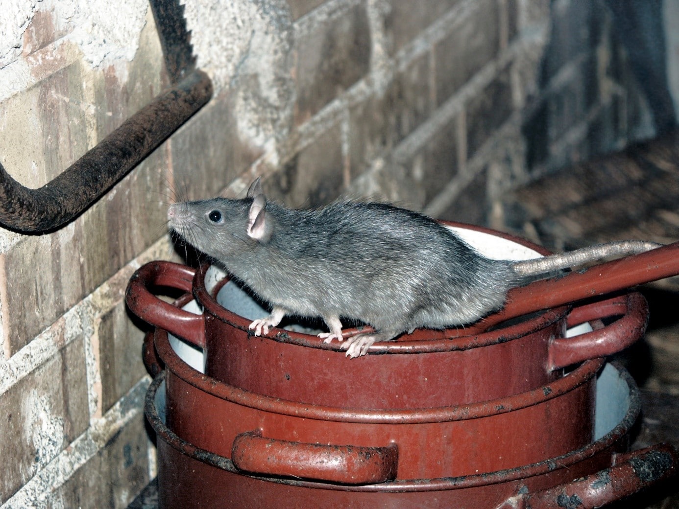 Rat Dans Comble