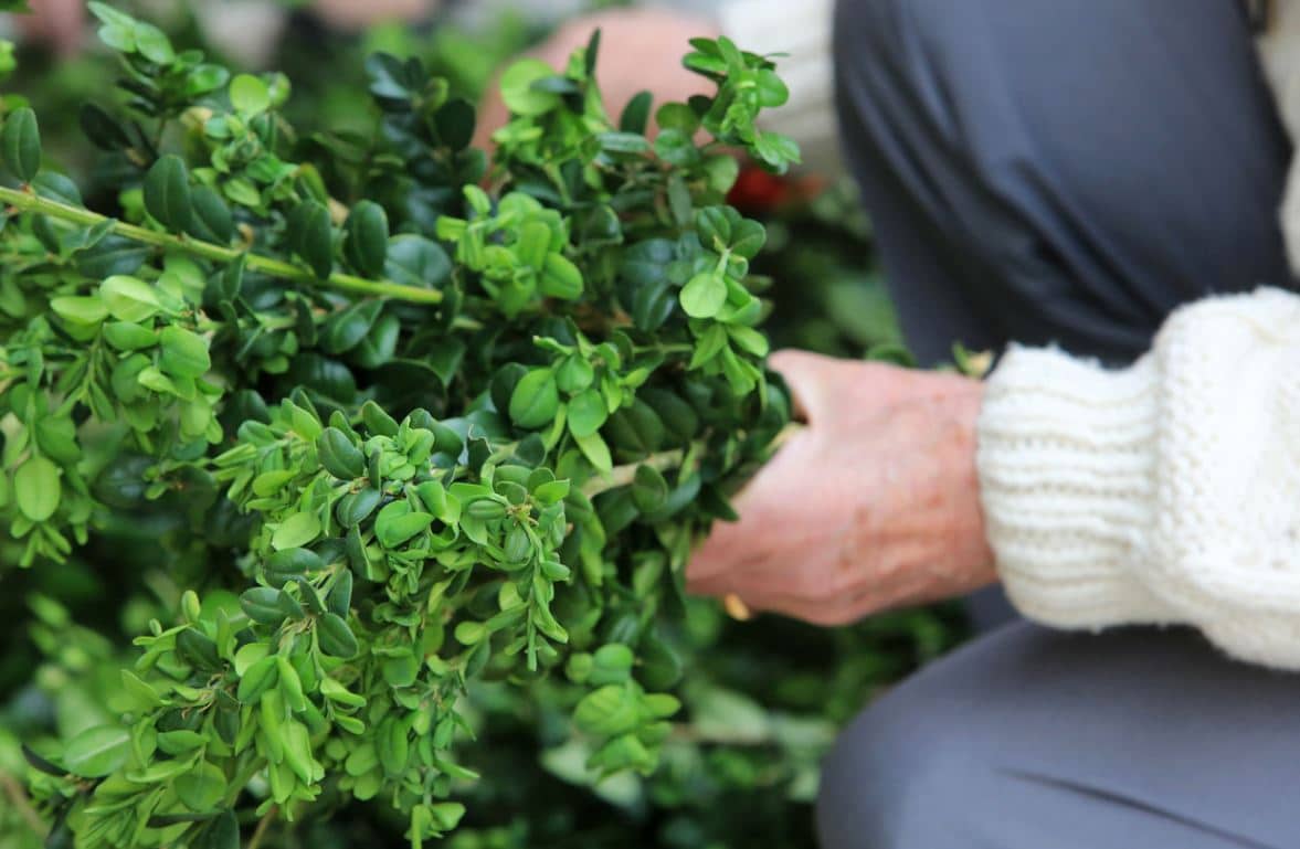 Achat Plante D'intérieur