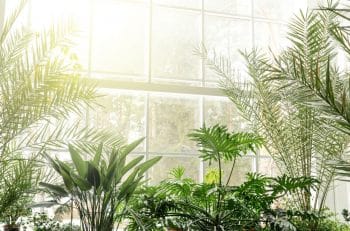 Aerer Plantes Intérieur