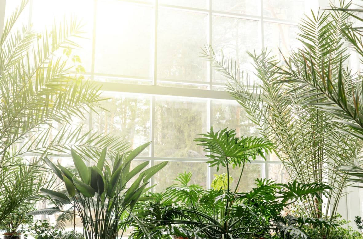 Aerer Plantes Intérieur