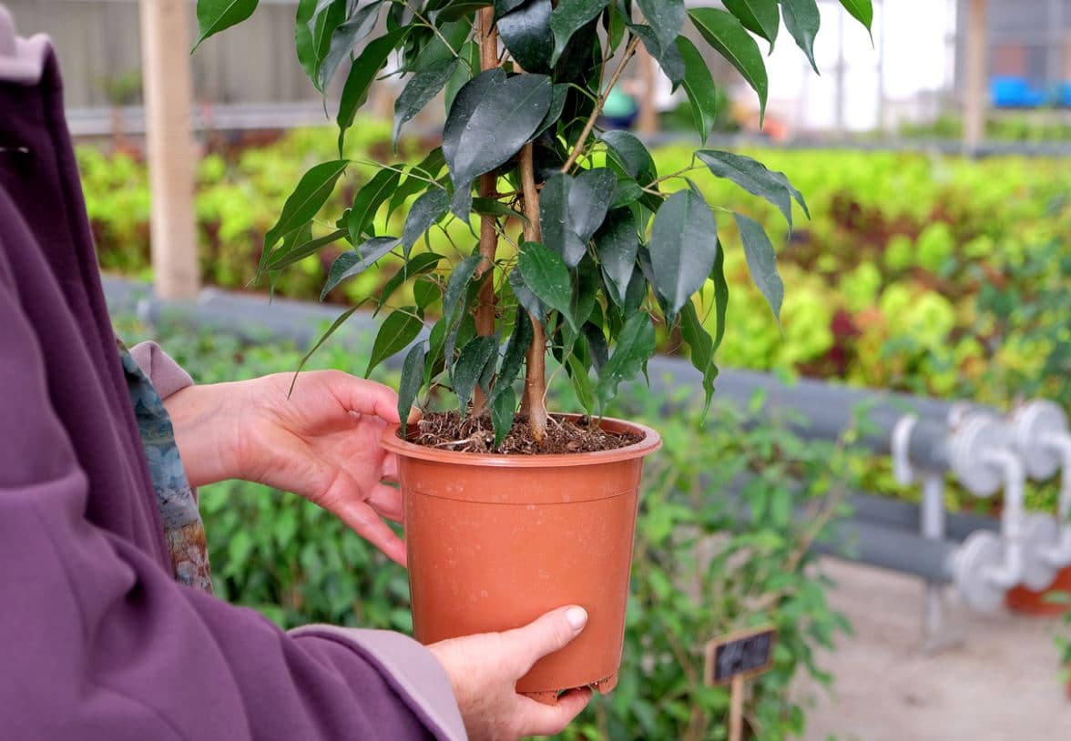 Bien Acheter Plantes D'intérieur