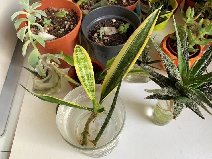 Bouturage Plantes D Interieur