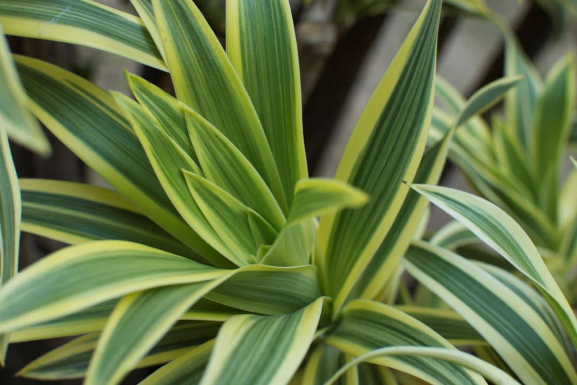 Dracanea Plante Dépolluante