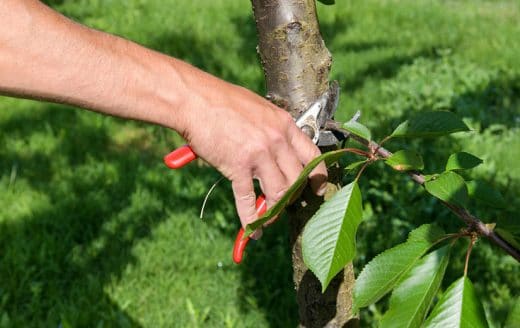 À épingler : Jardin : élaguer en automne, c’est possible ? Suivez le guide pour tailler vos arbres et vos arbustes