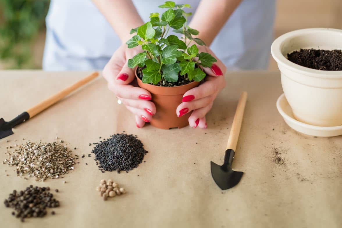 Engrais Spécialités Plantes Intérieur