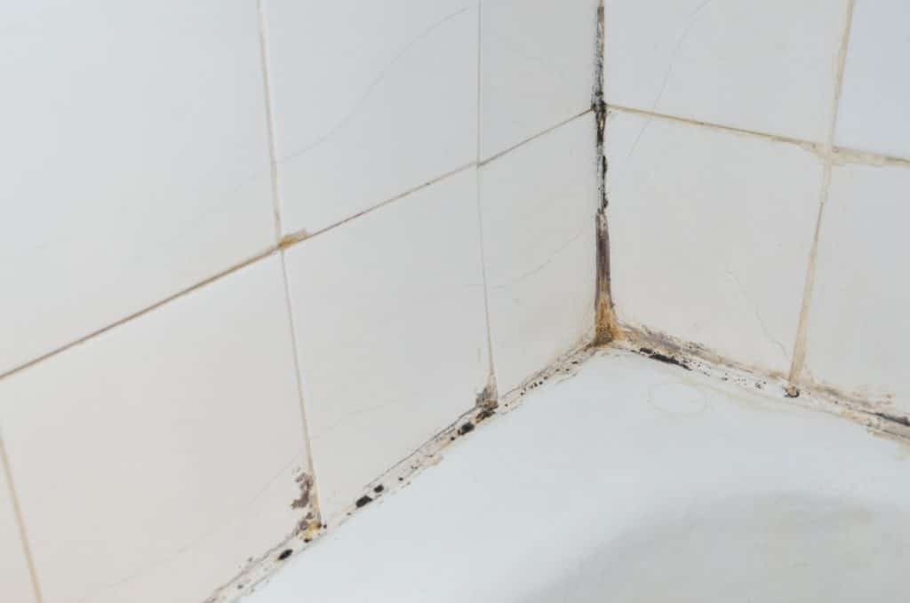 Moisissure salle de bain 9 conseils et méthodes pour l'éliminer