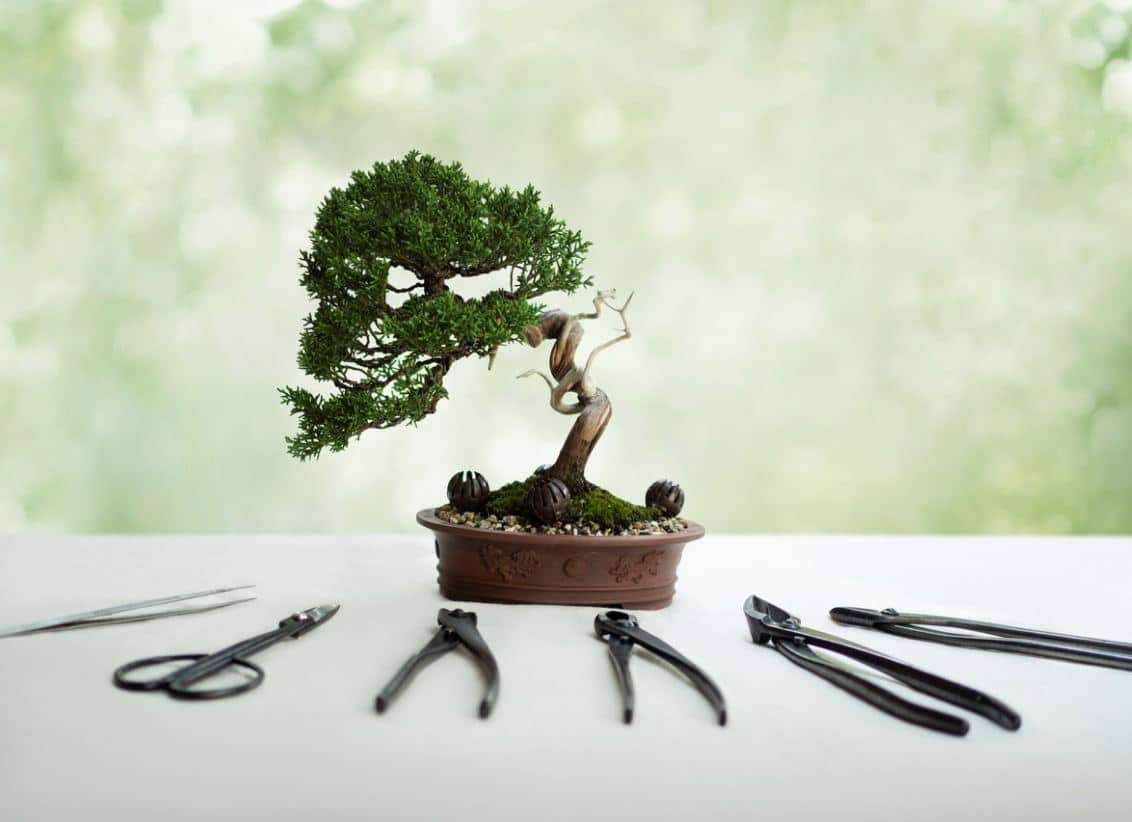 Outils Bonsai