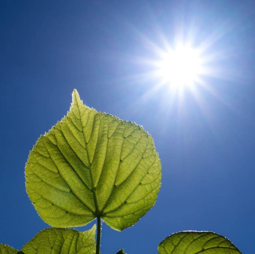 Photosynthèse Plante Intérieur