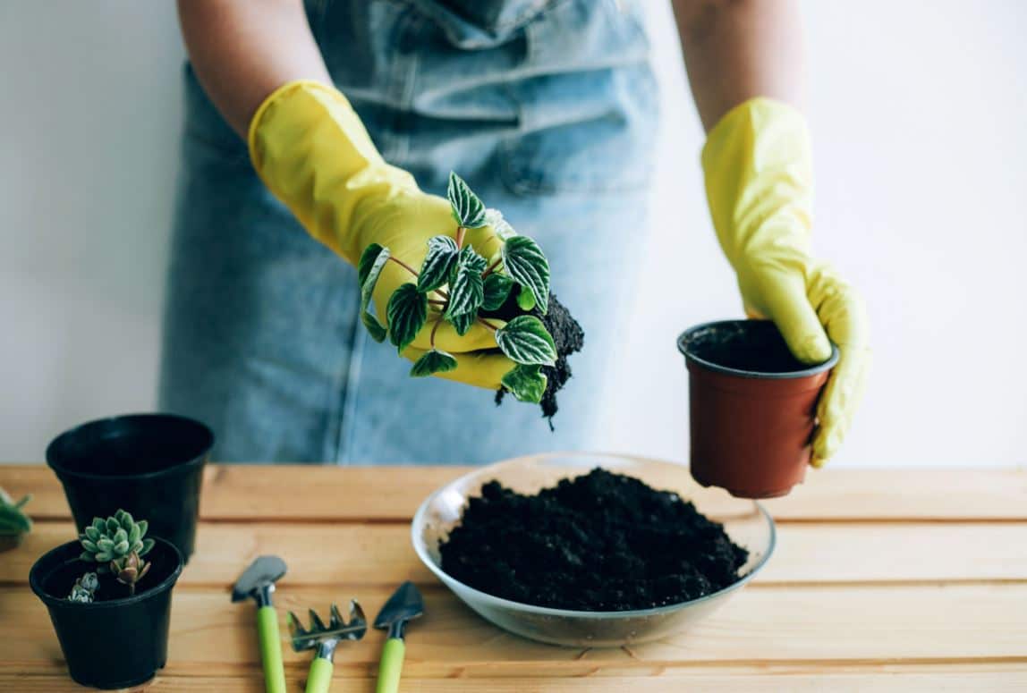 Plante En Pot Terreau