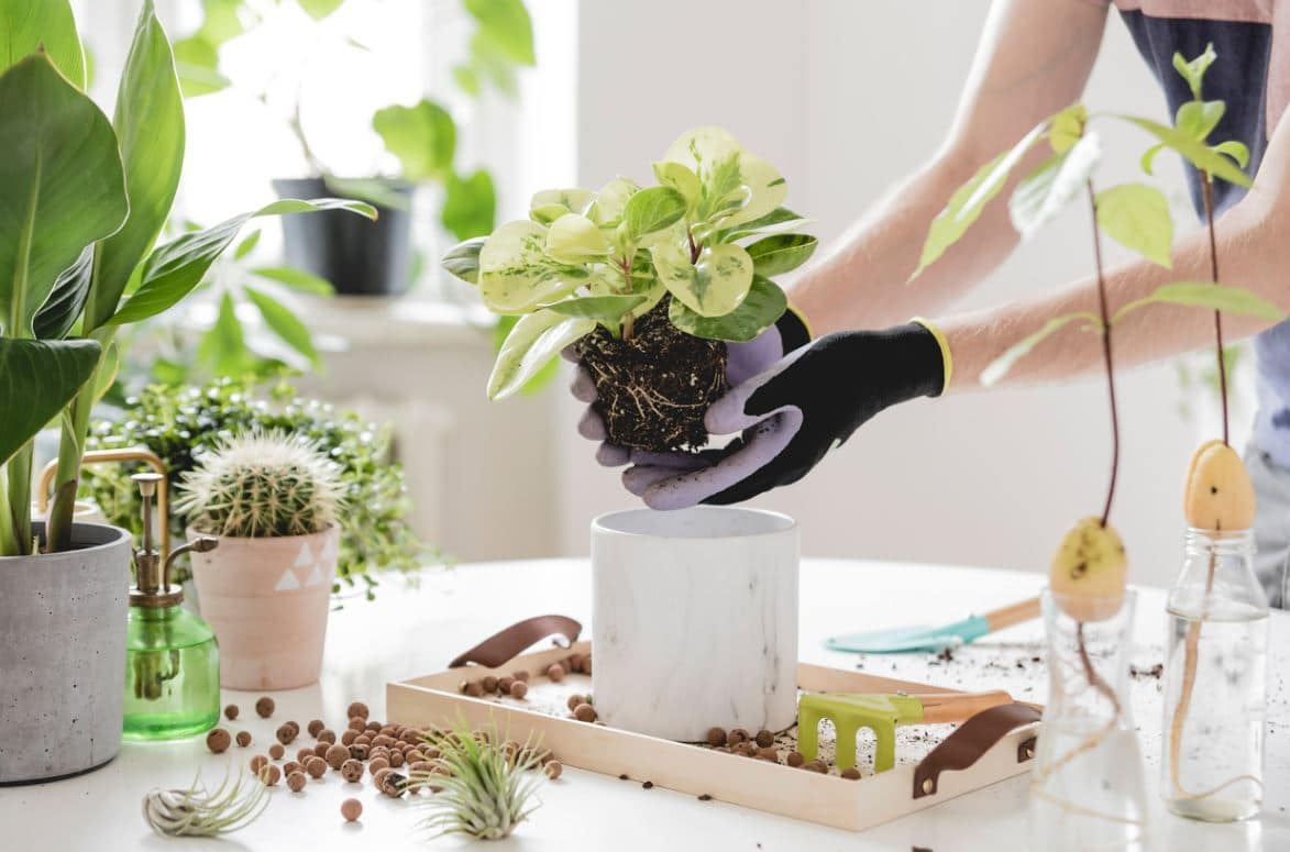 Plantes d'intérieur, une décoration vivante chez soi