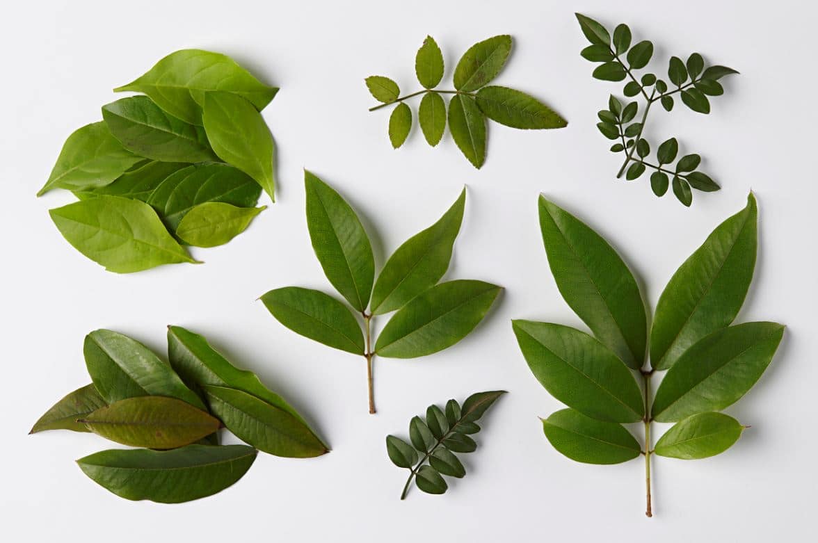 Plantes Intérieur Feuilles