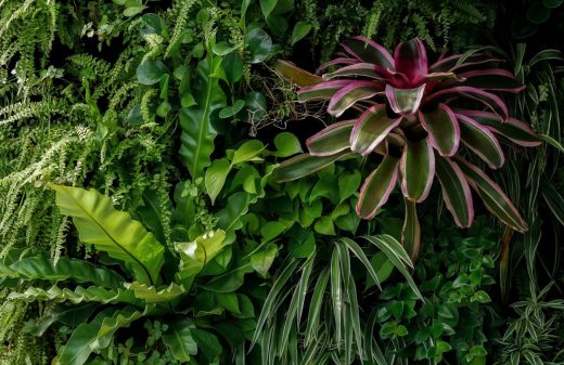 À épingler : Plantes d’intérieur : associations et plantations