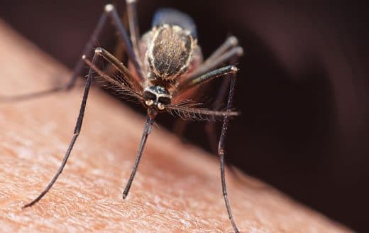 À épingler : Moustiques : ne vous laissez plus envahir