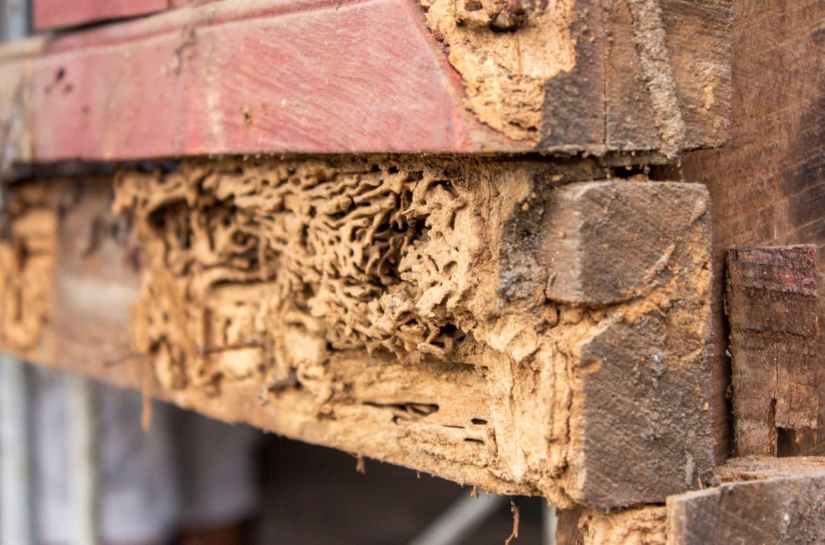 Termites Invasion Maison