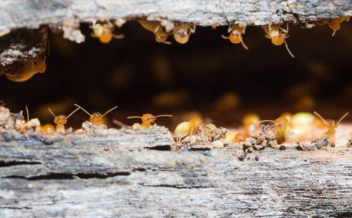 Termites Maison