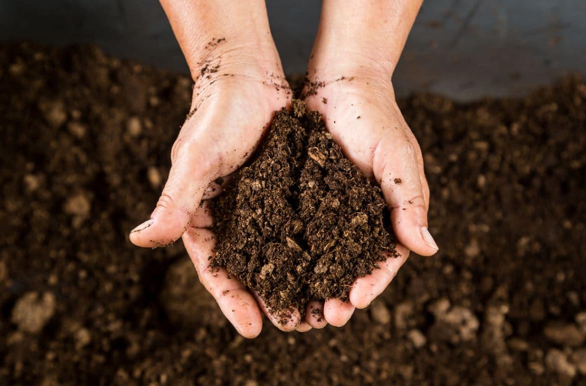 Plantes d'intérieur : les terres et terreaux à utiliser pour vos