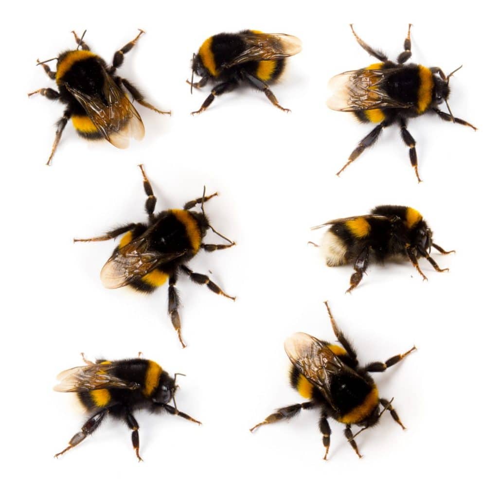 Nid de bourdons dans le jardin comment réagir, et le déplacer