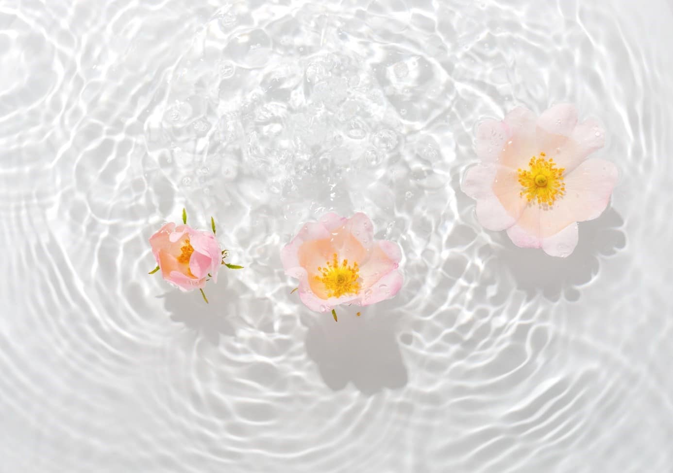 Boutons De Fleurs Flottant Dans L’eau