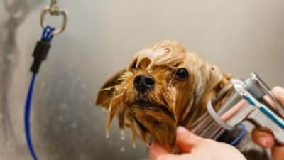 shampooing anti puces de parquet