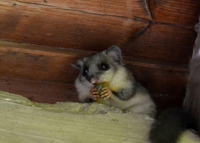 photo de PETIT LOIR GRIS (GLI-GLI) PRIS DANS UN PIEGE A RONGEUR