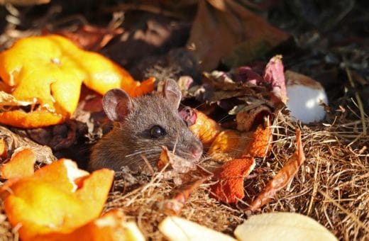 À épingler : 13 solutions pour se débarrasser d’un mulot dans la maison ?